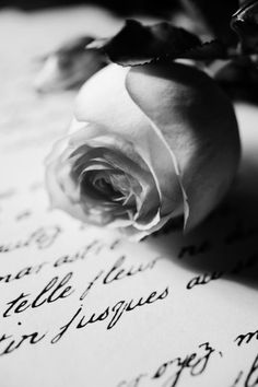 rose